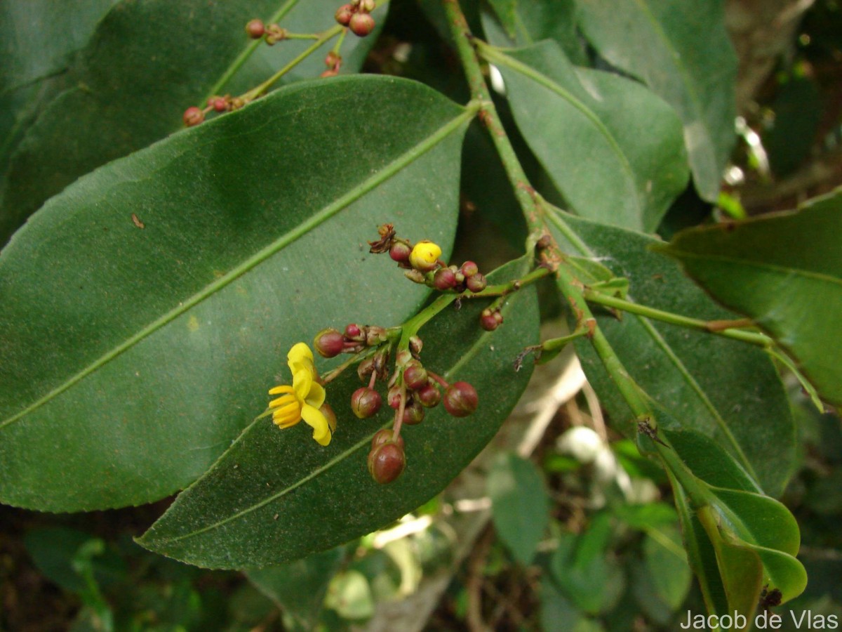 Campylospermum serratum (Gaertn.) Bittrich & M.C.E.Amaral